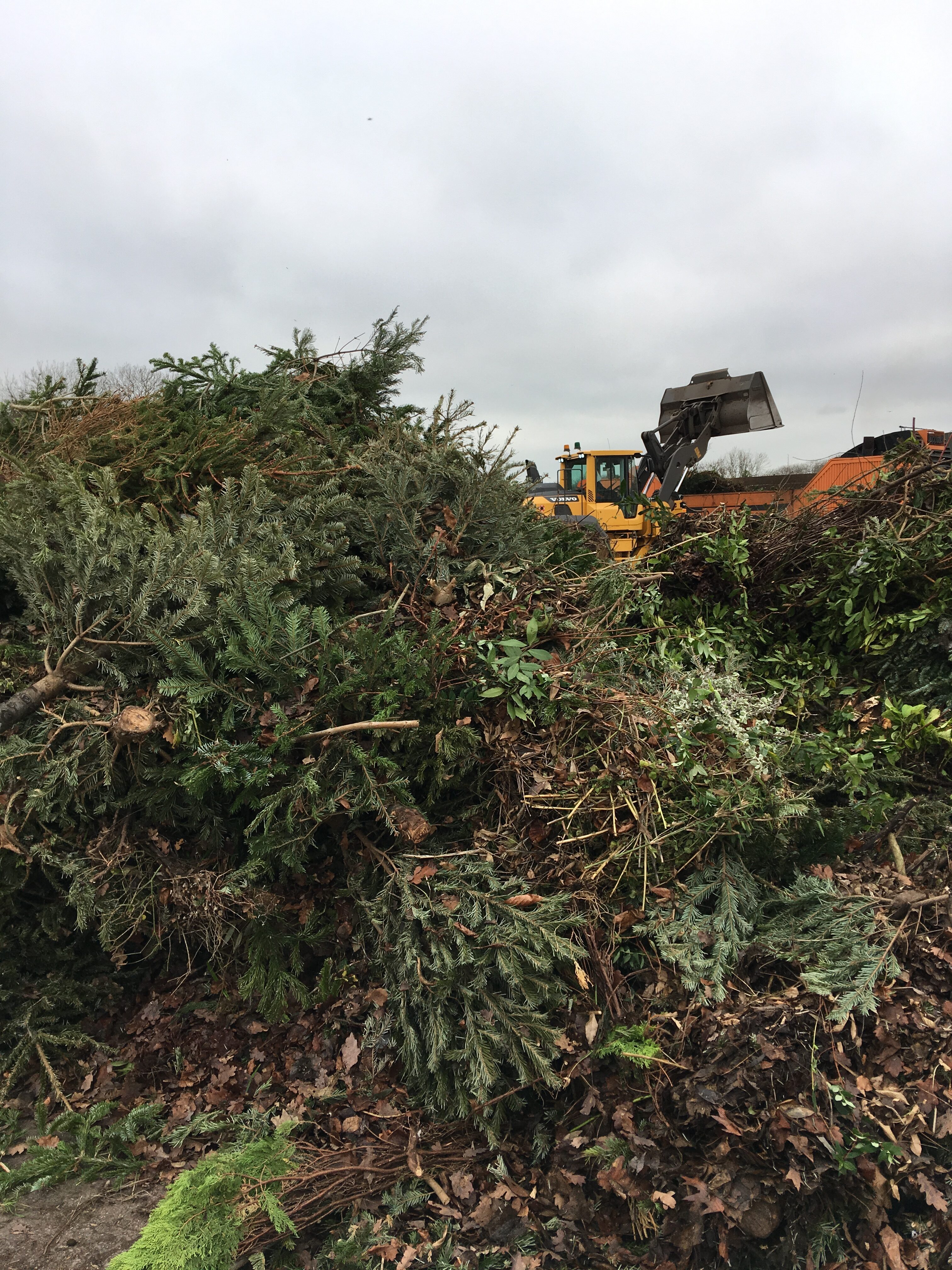 Severn Trent Green Power set to recycle Oxfordshire’s Christmas trees